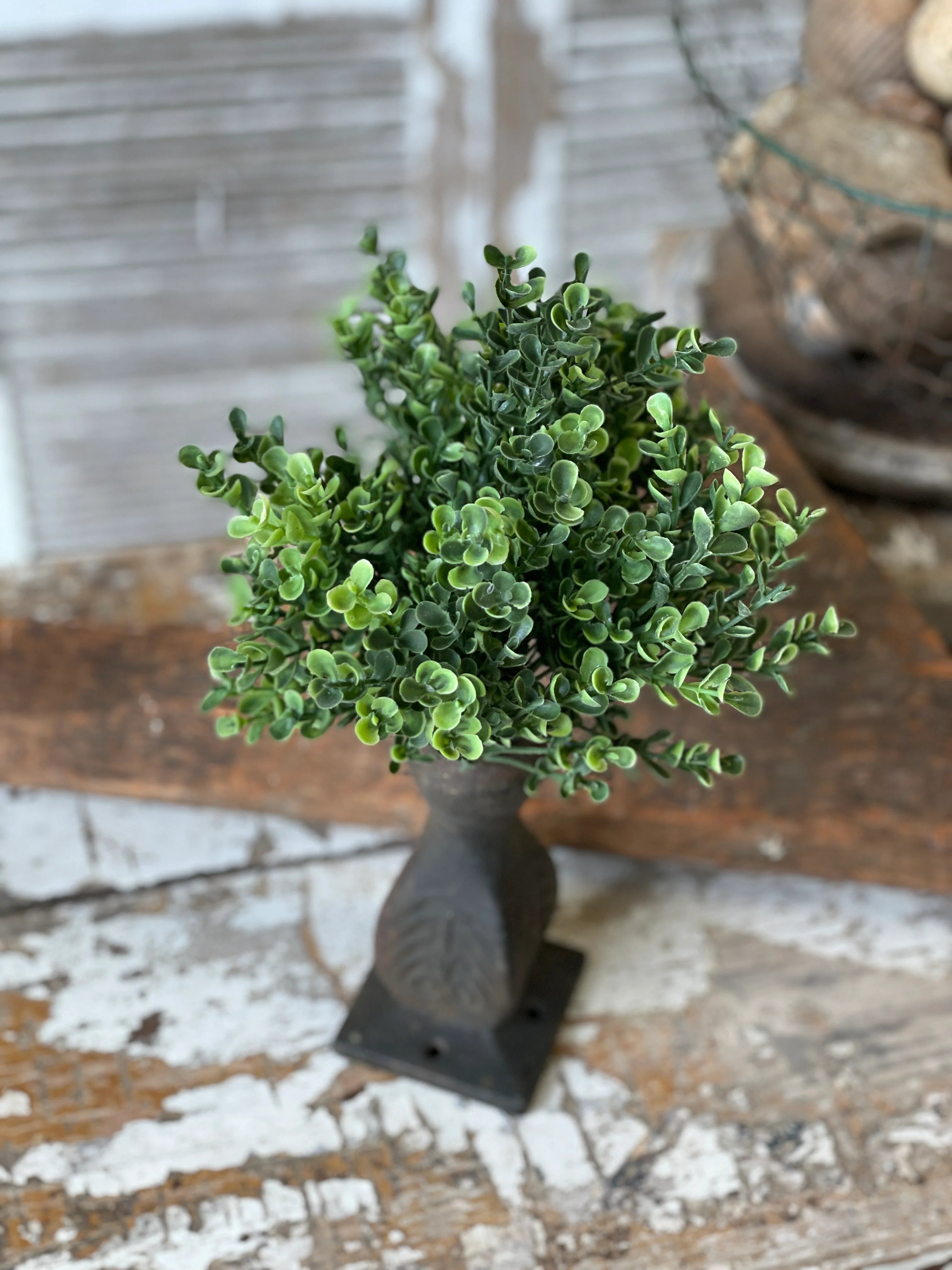 Richland Boxwood Bush 10"