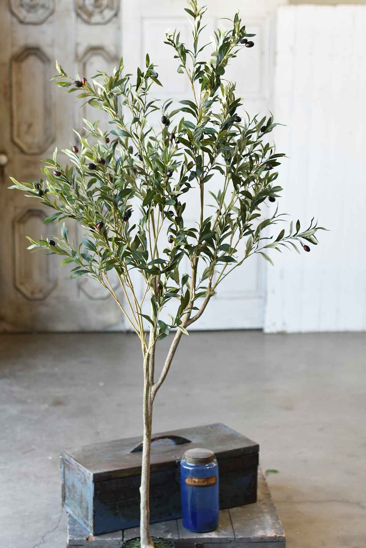 Olive Tree in Pot | 6'