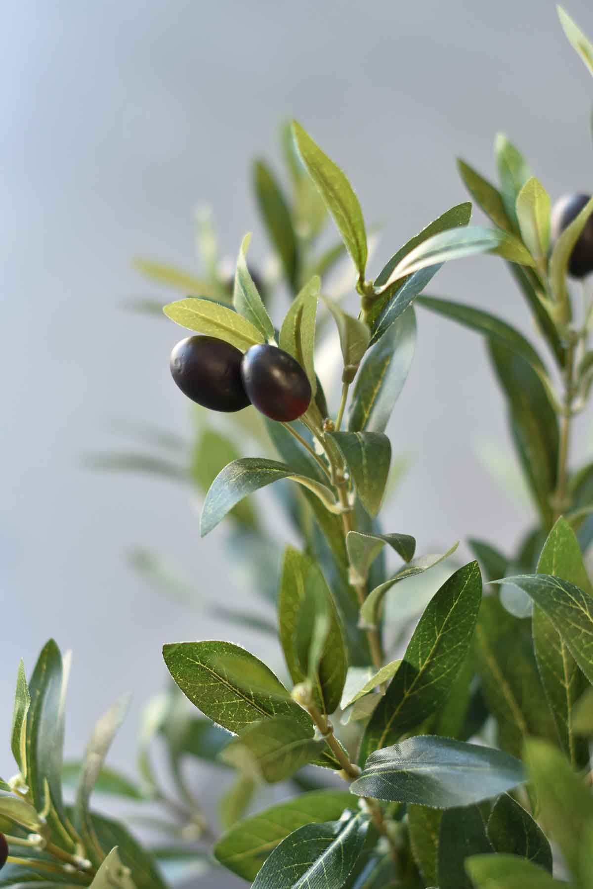 Olive Tree in Pot | 6'